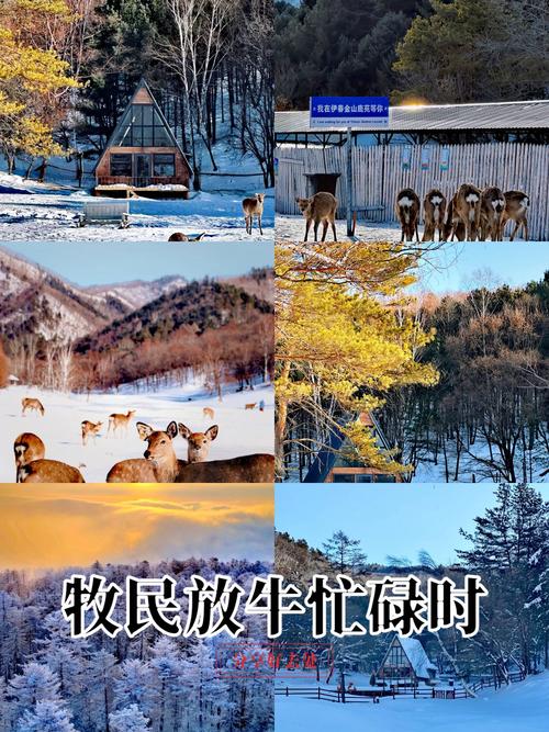 地址:黑龙江省伊春市金林区金山屯镇飞鹤金山鹿苑